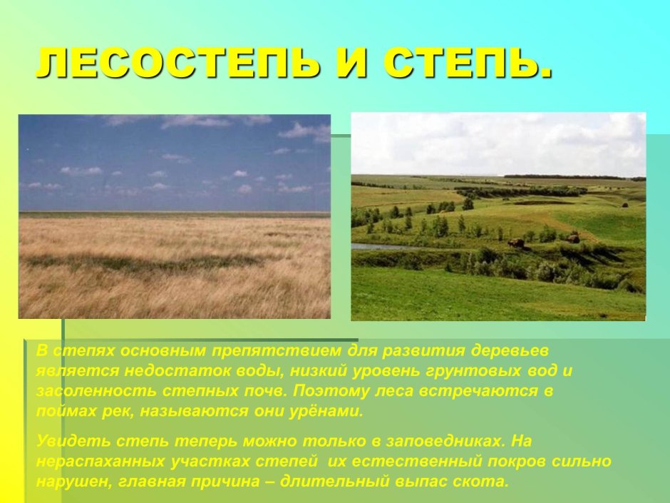 Лесостепи и степи почва