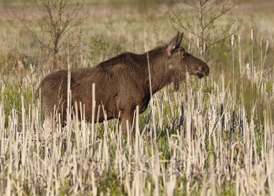Заповедник Приволжская лесостепь в Пензенской области животные