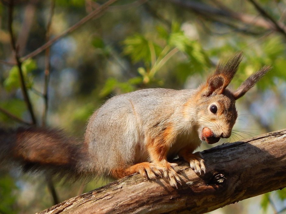 Белка в лесостепи