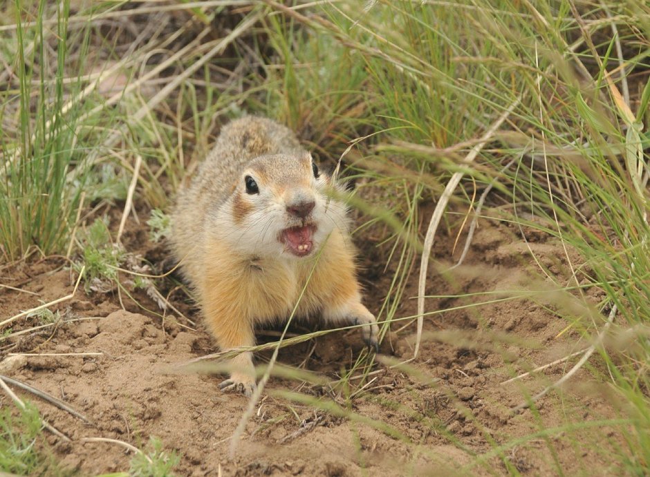 Краснощекий суслик