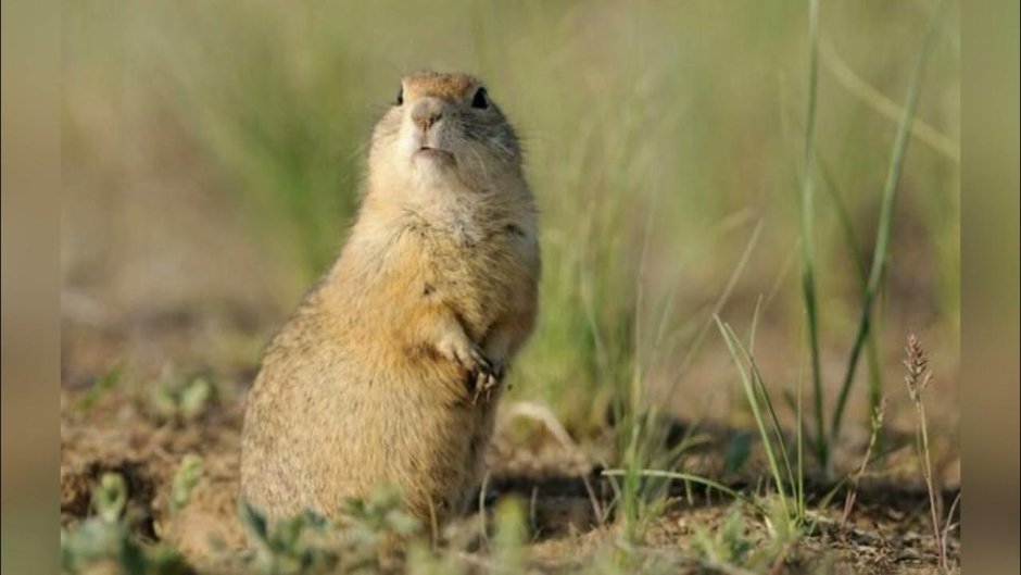 Айдахский суслик