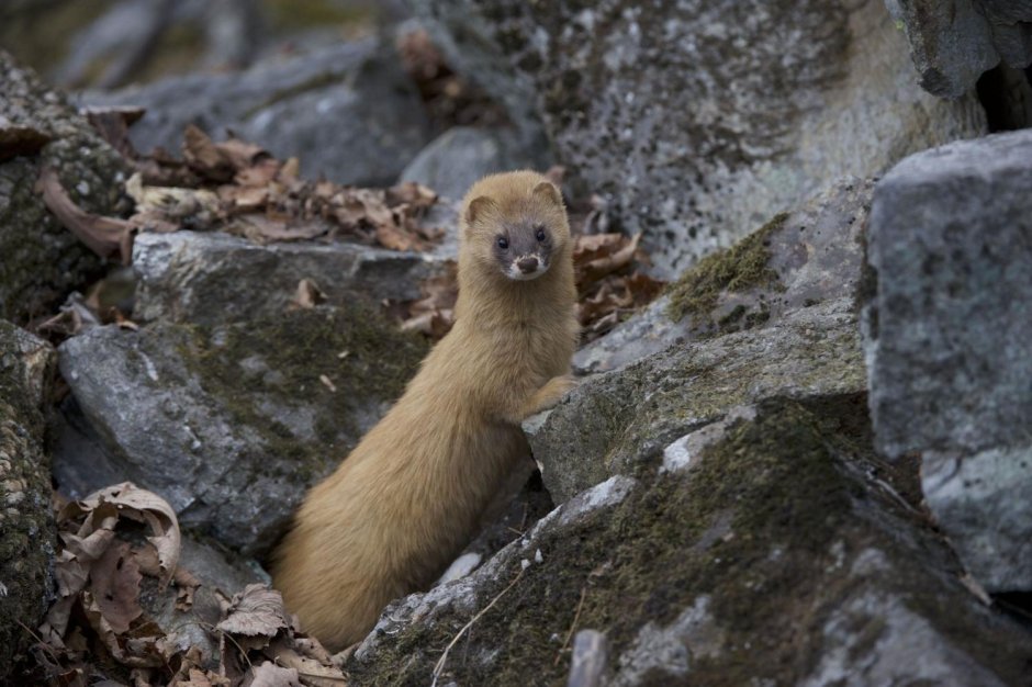 Тарбагатайские (Россия) животные