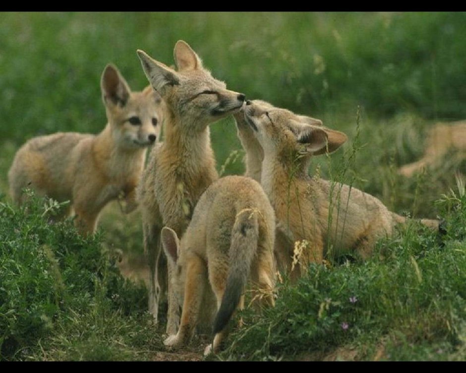 Животные степи Луговая собачка
