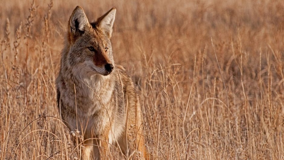 Низкотравные прерии в Северной Америке