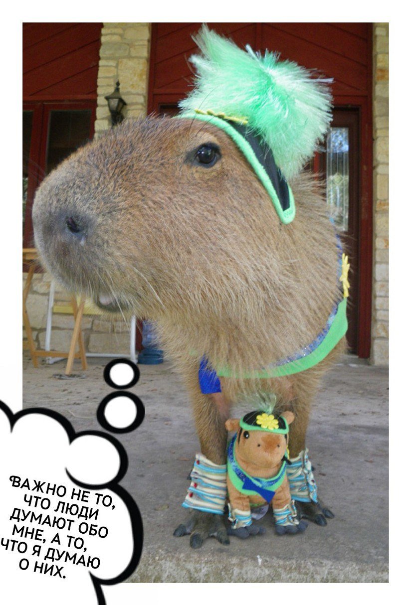 Капибара в костюме