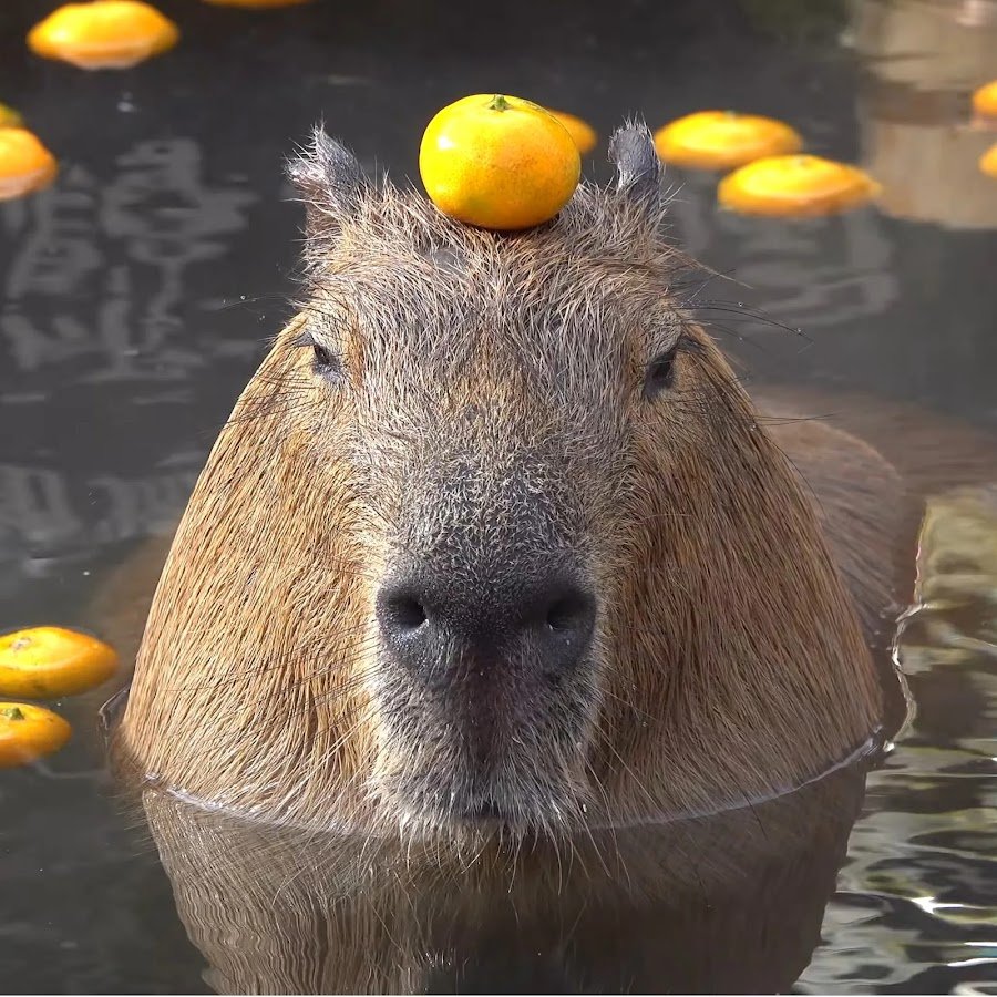 Большой хомяк капибара