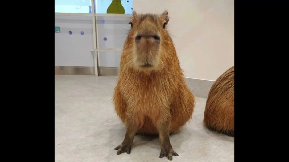 Добрая капибара