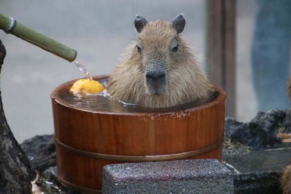 Водяная Свинка капибара