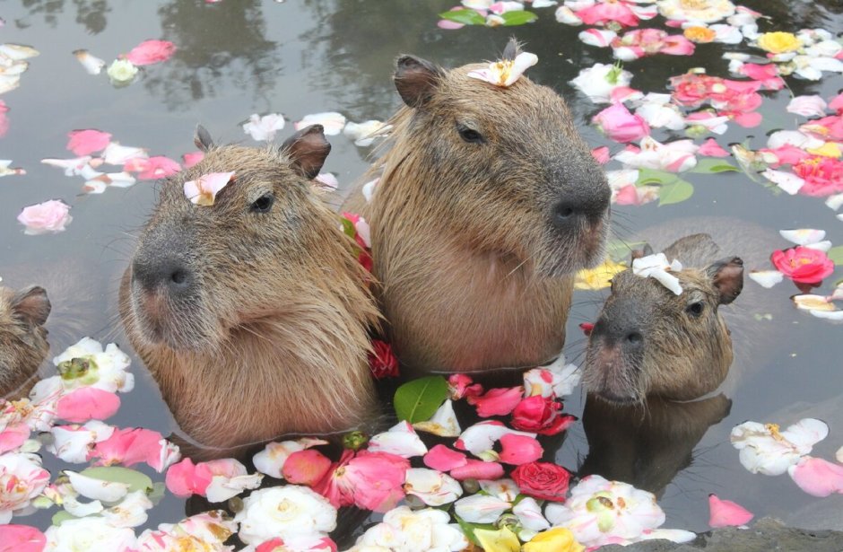 Капибара Игнат