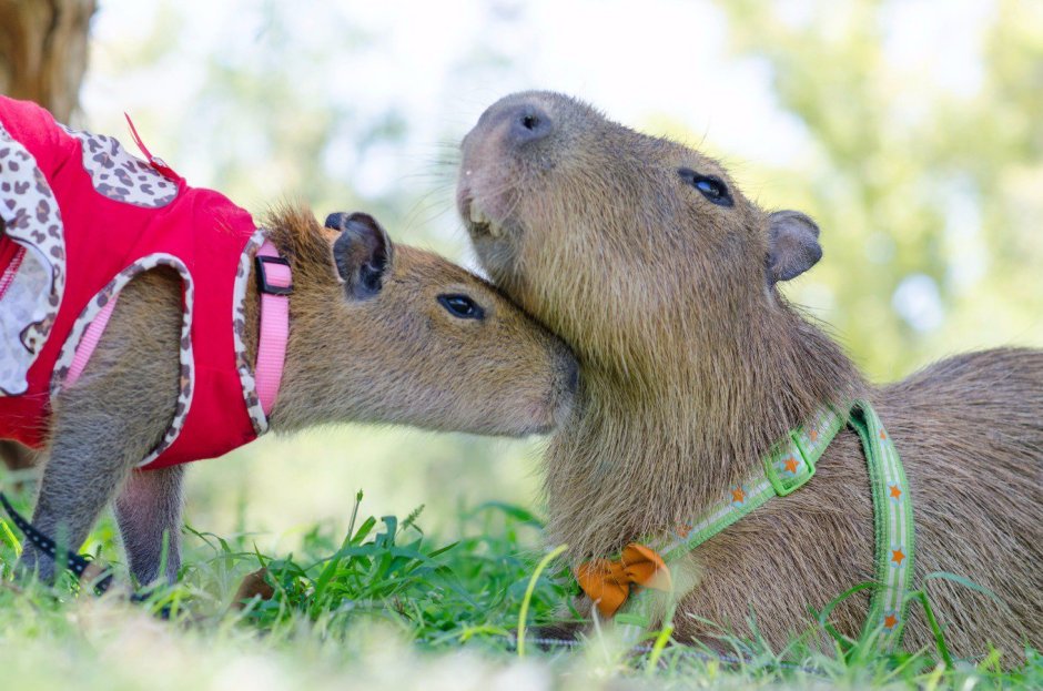 Капибара с мандаринкой