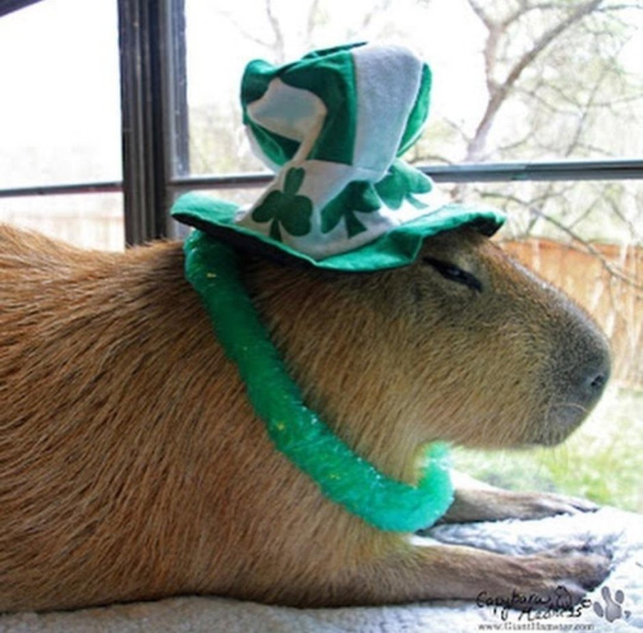 Водосвинка капибара