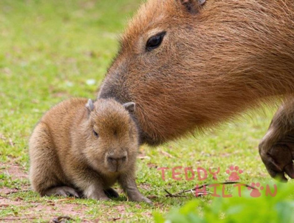 Водяная Свинка капибара