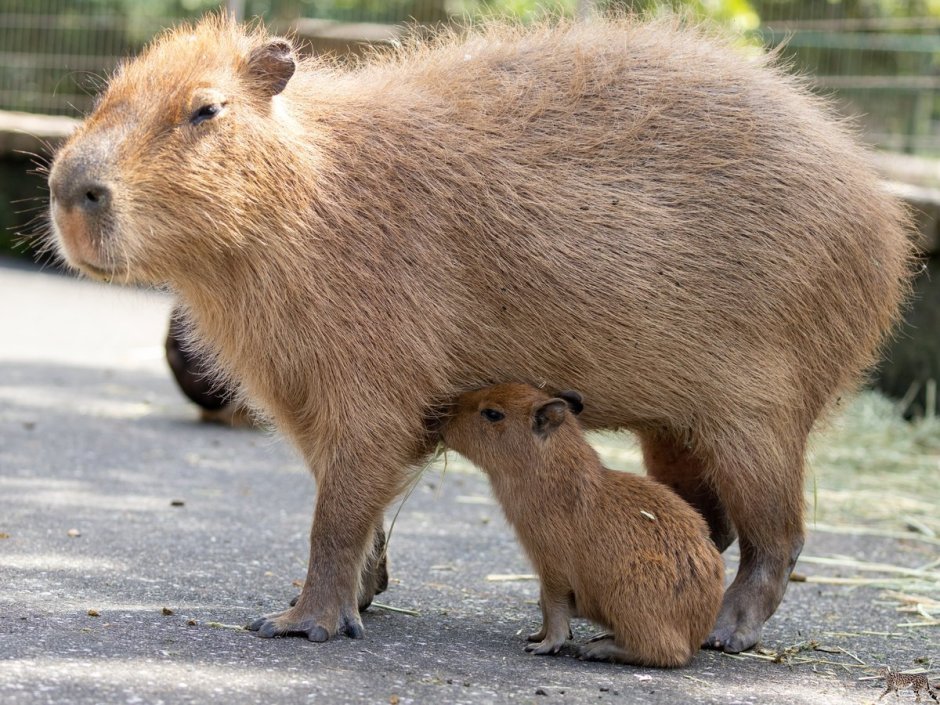 Капибара Бэтмен