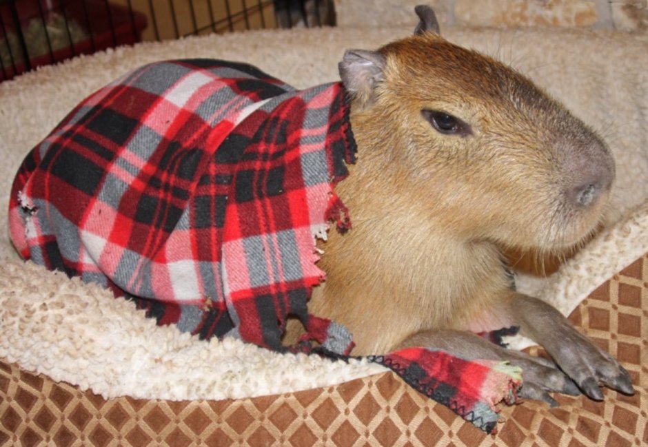 Спаривание капибар