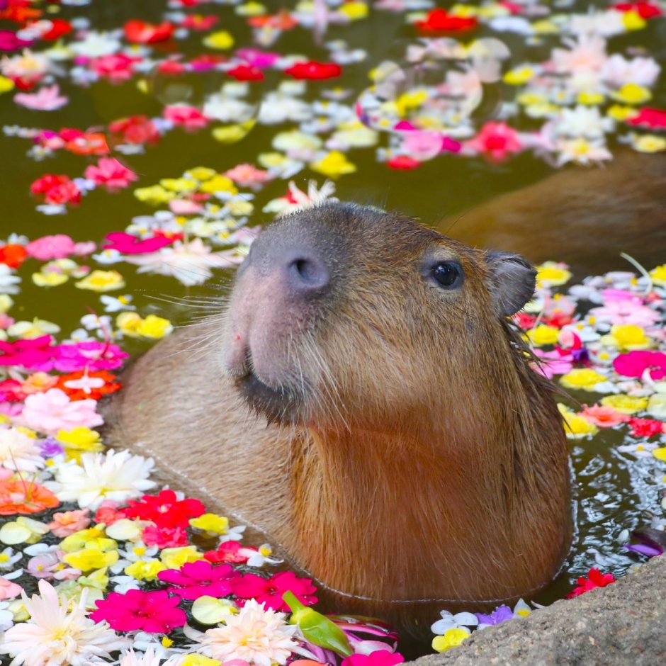 Капибара референс