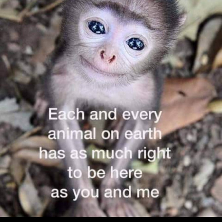 Прикольные обезьянки