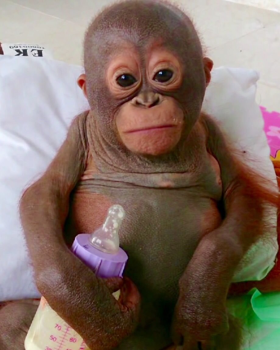 Обезьяна с бантиком