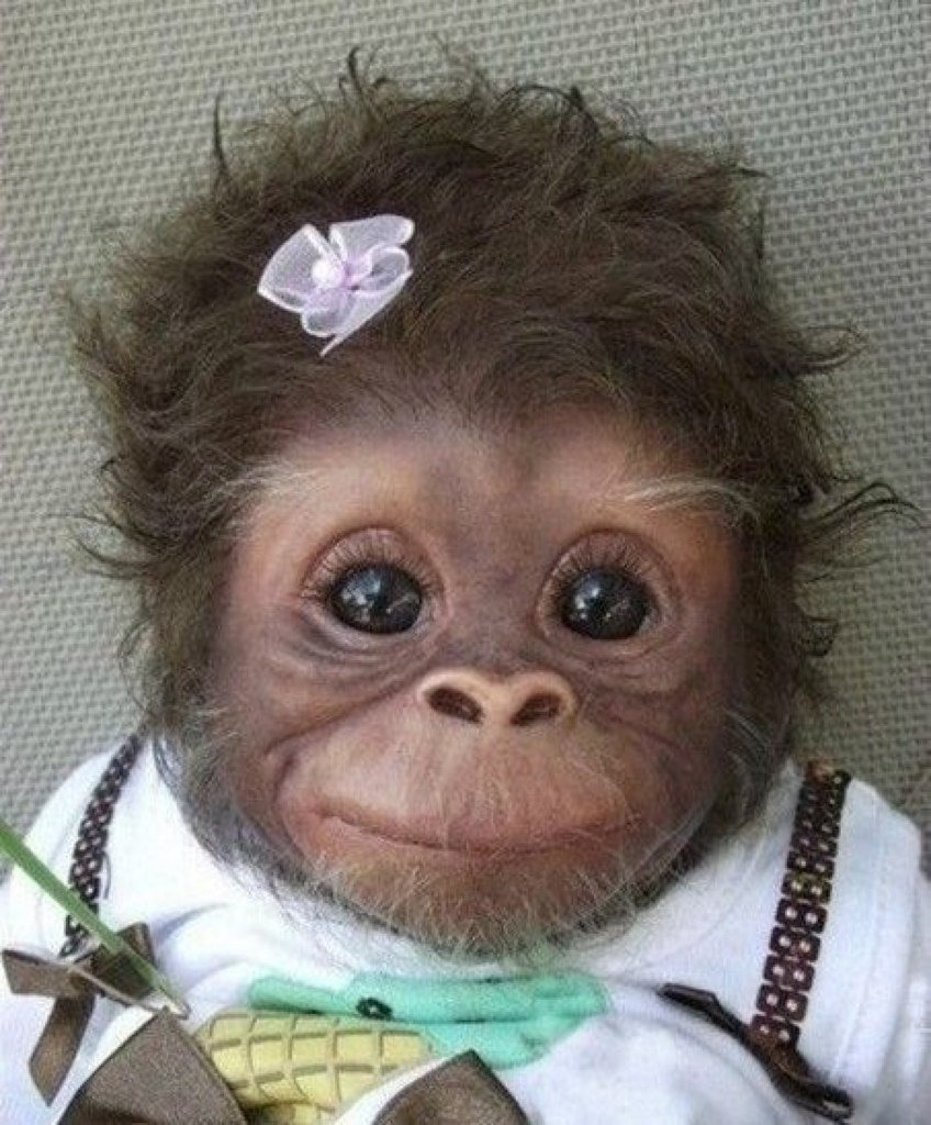 Обезьяна белоухая игрунка