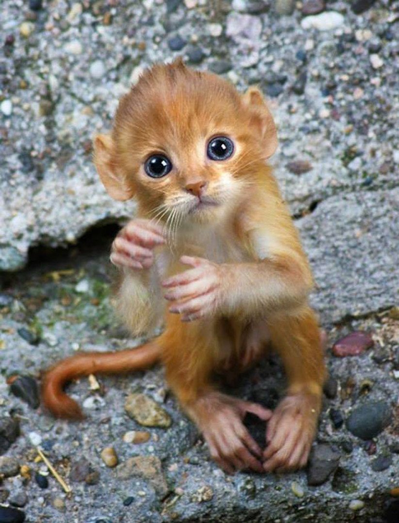 Обезьяны маленькие породы