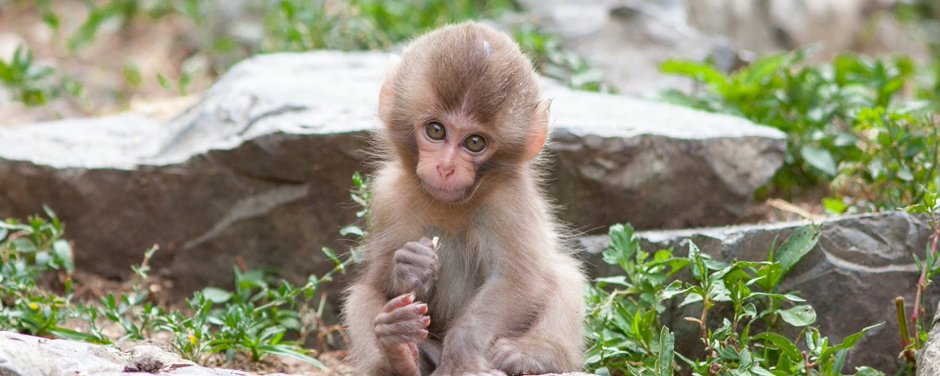 Яванский макак детеныш