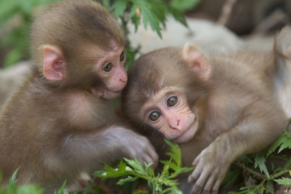 Две милые обезьянки