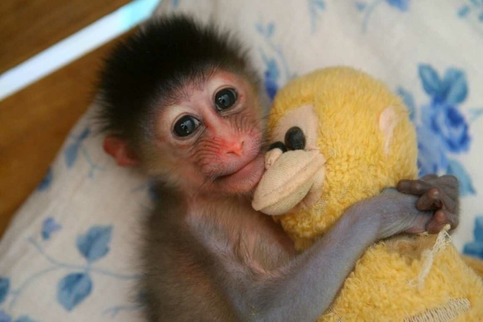Милые домашние обезьянки