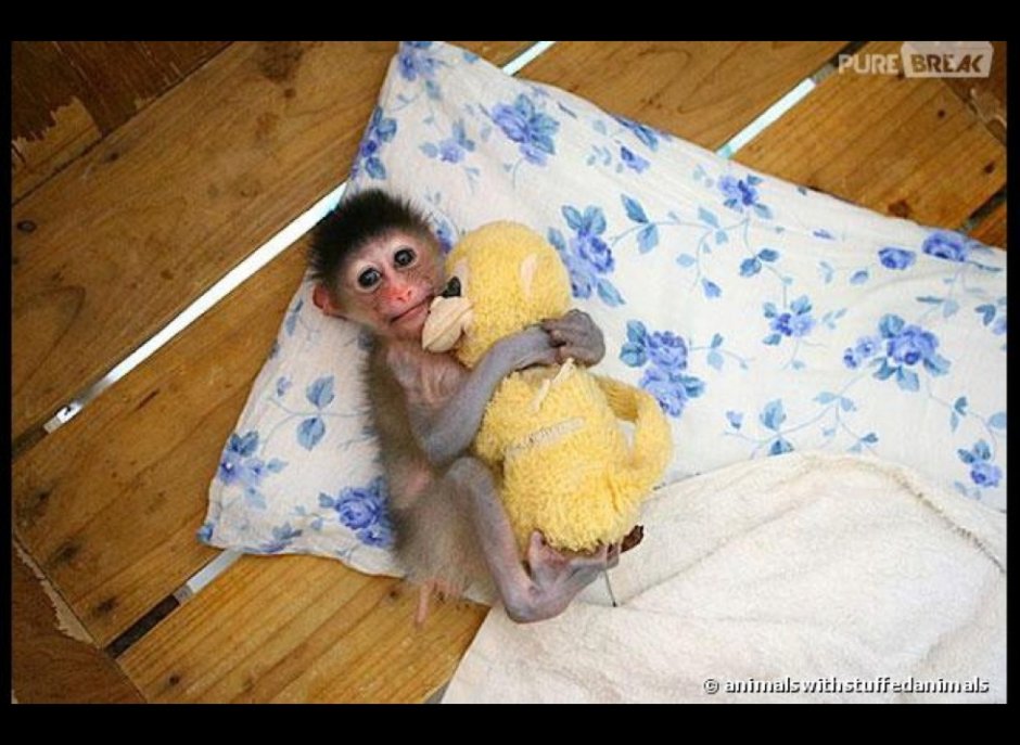 Обезьянка девочка