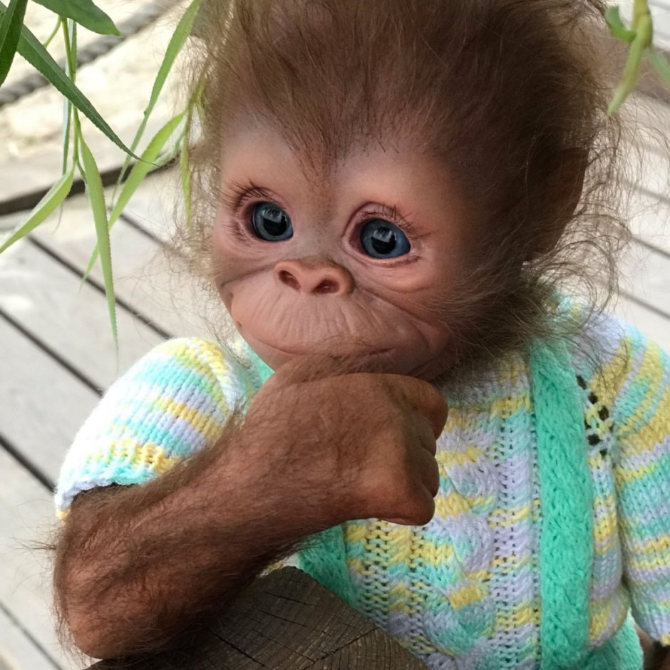 Ручная обезьянка