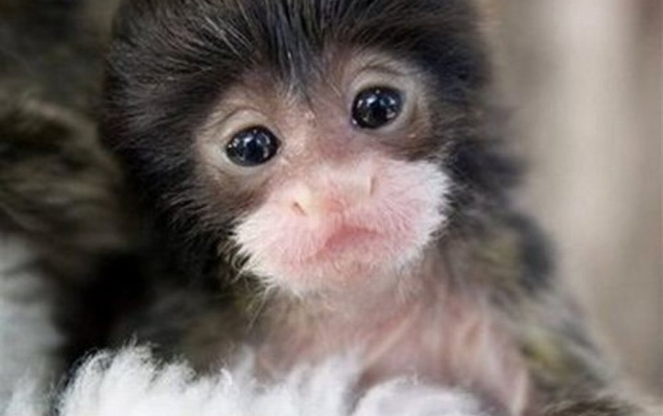 Маленькие обезьянки фото