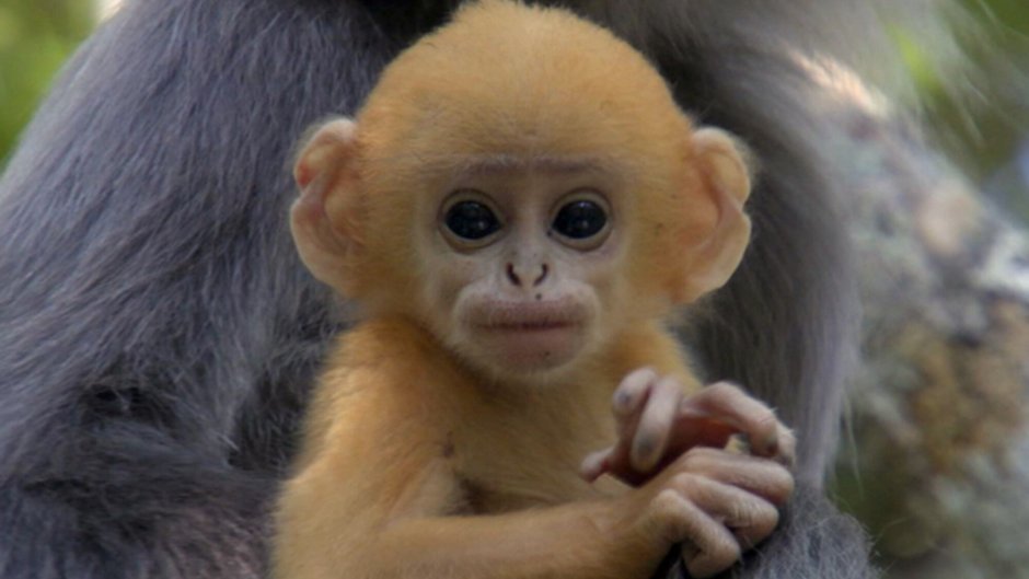 Обезьяна Минимализм