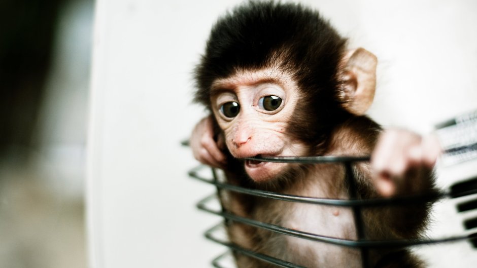 Ручная обезьянка