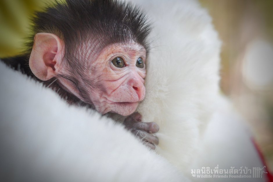 Детеныш макаки