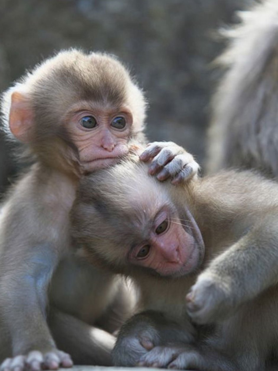 Милые обезьянки