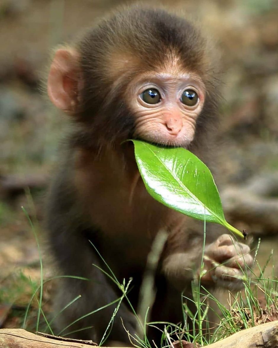 Милое животное на карантине