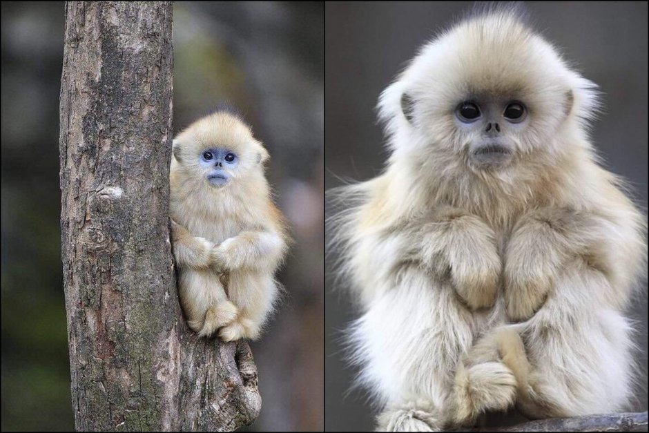 Очень милая обезьянка фото