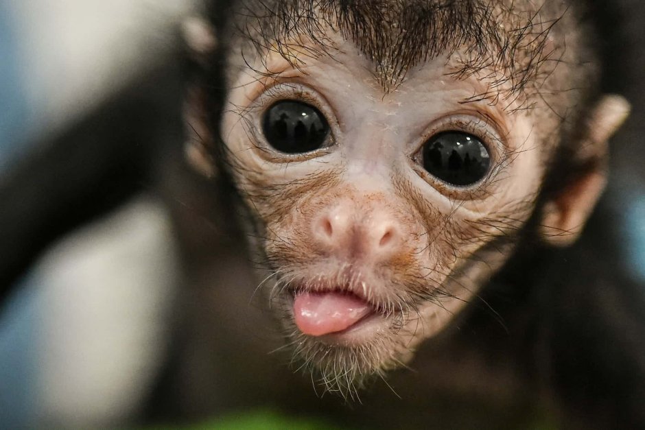 Маленькая лупатая обезьянка