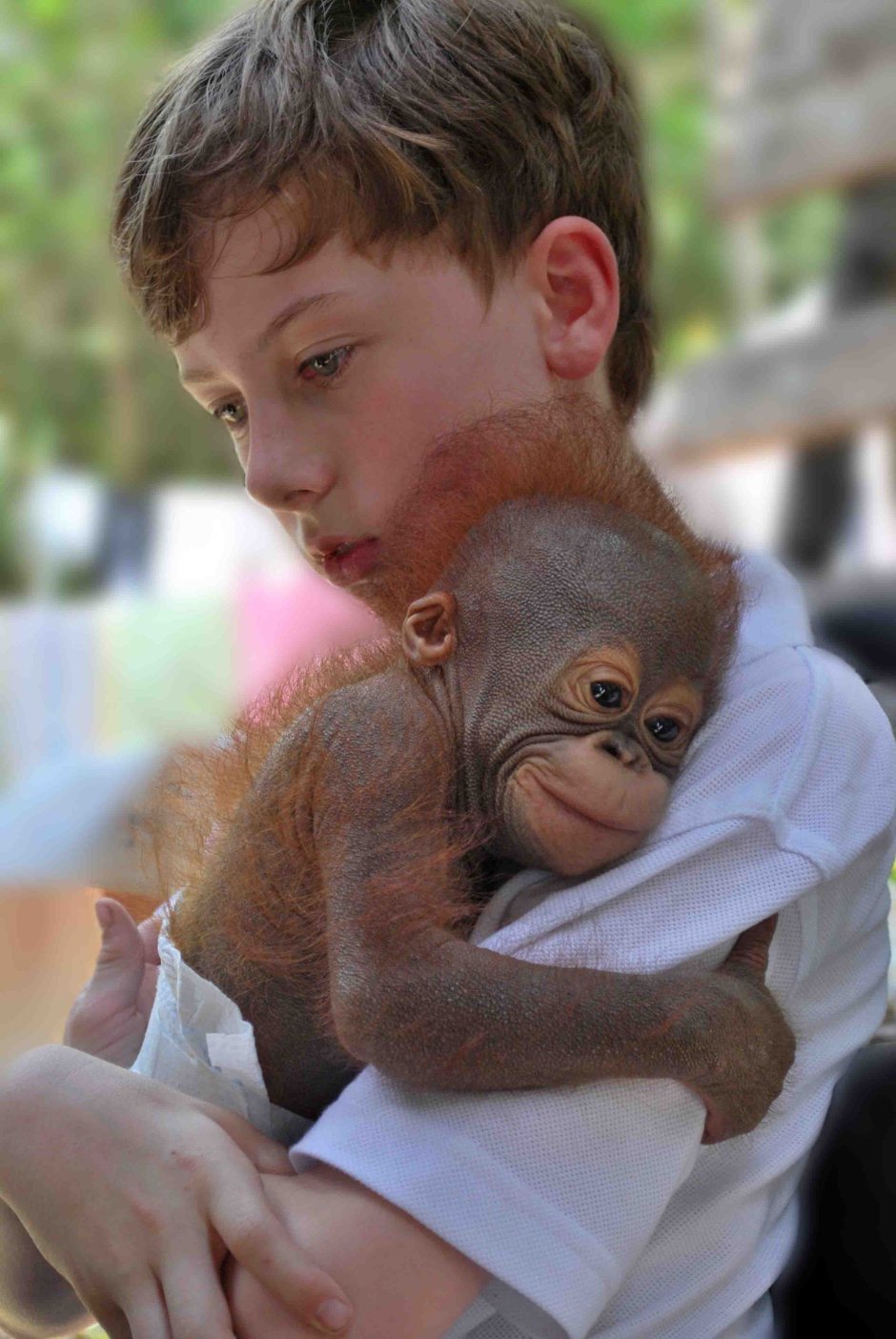 Маленькая обезьянка спит