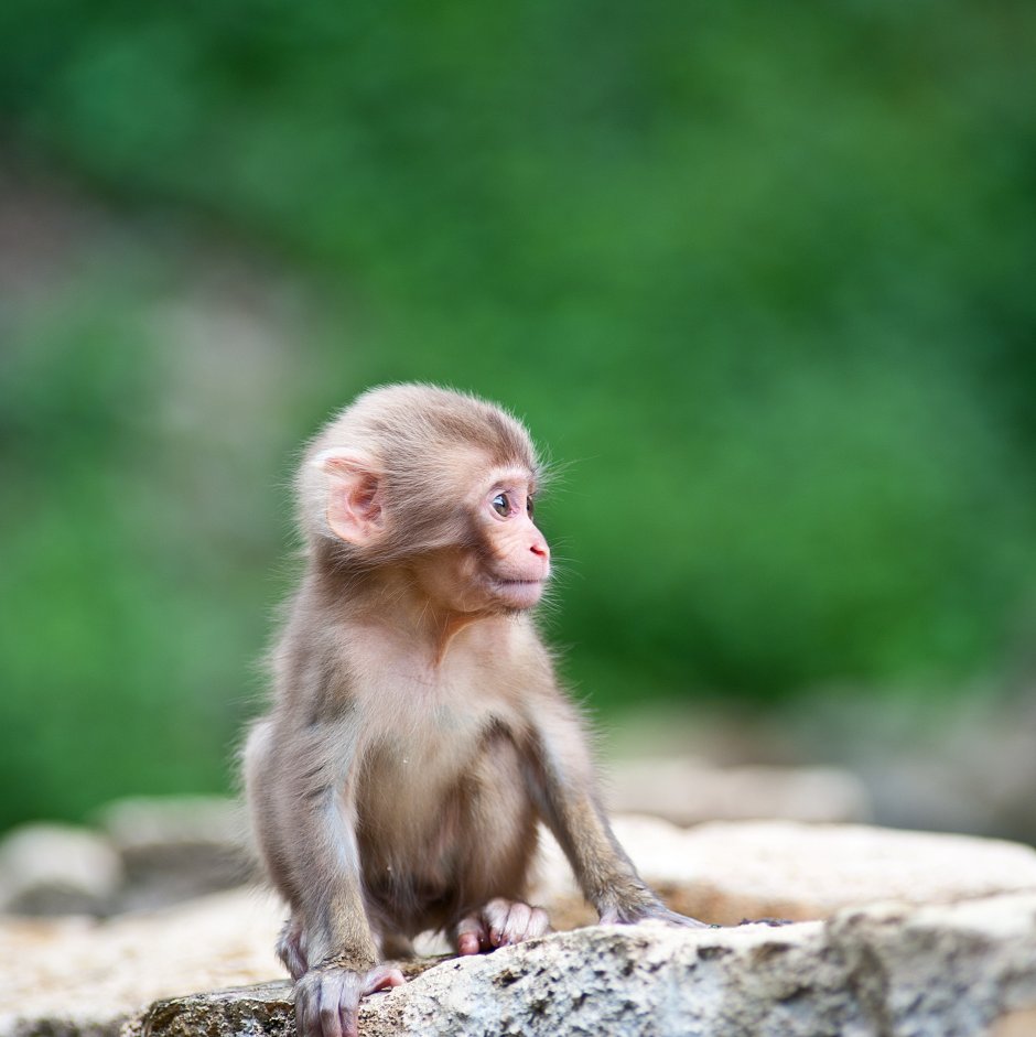 Макаки домашние малыши смешные