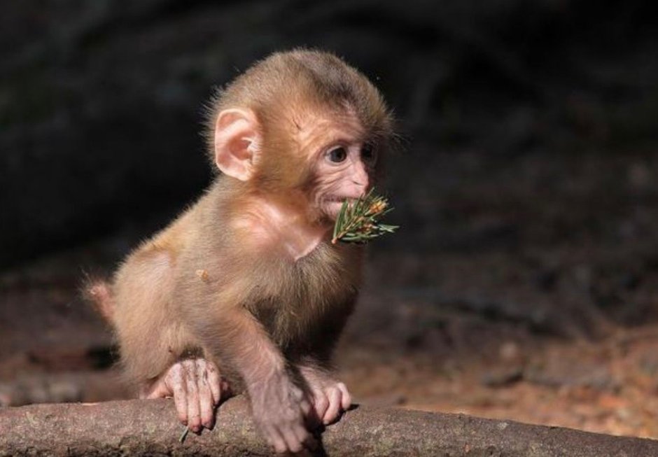 Две обезьяны