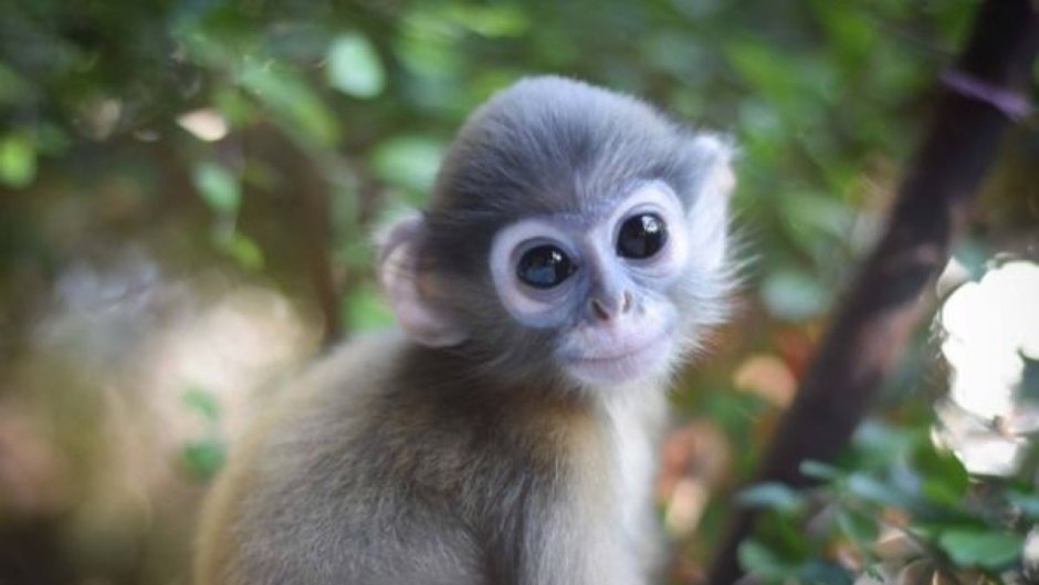 Маленькие обезьянки