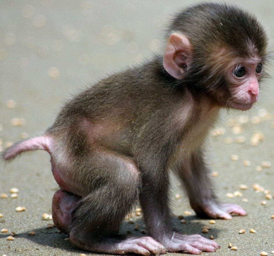 Ангольская крошечная мартышка