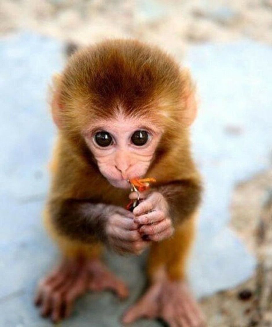 Карликовая обезьянка игрунка