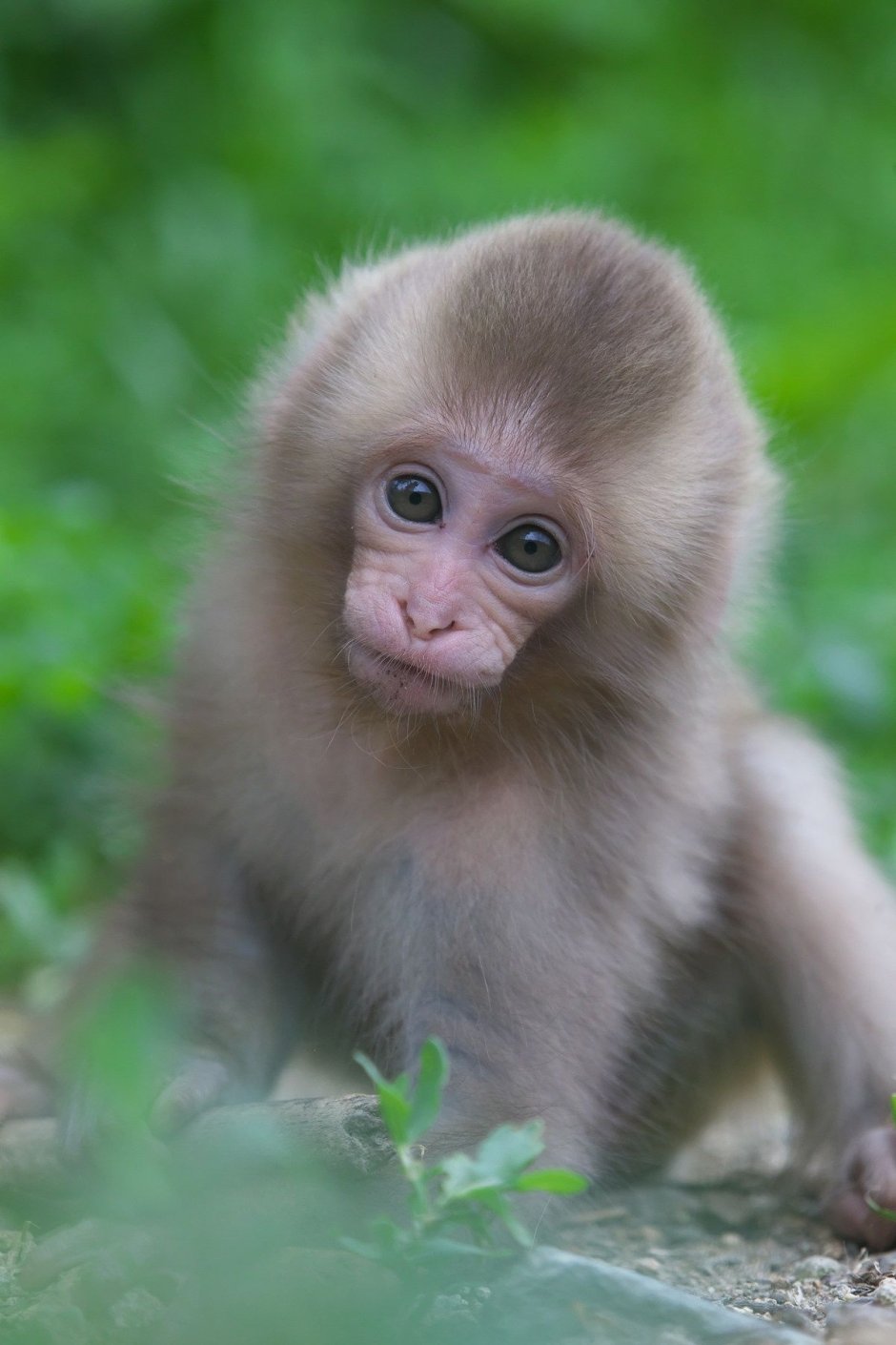 Милые обезьянки