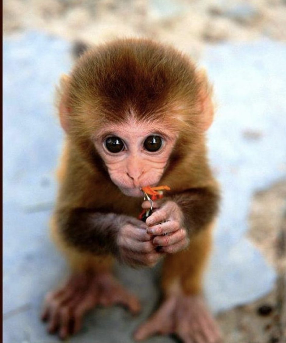 Маленькая мартышка