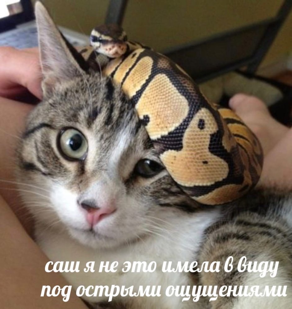 Змеиный массаж питонами