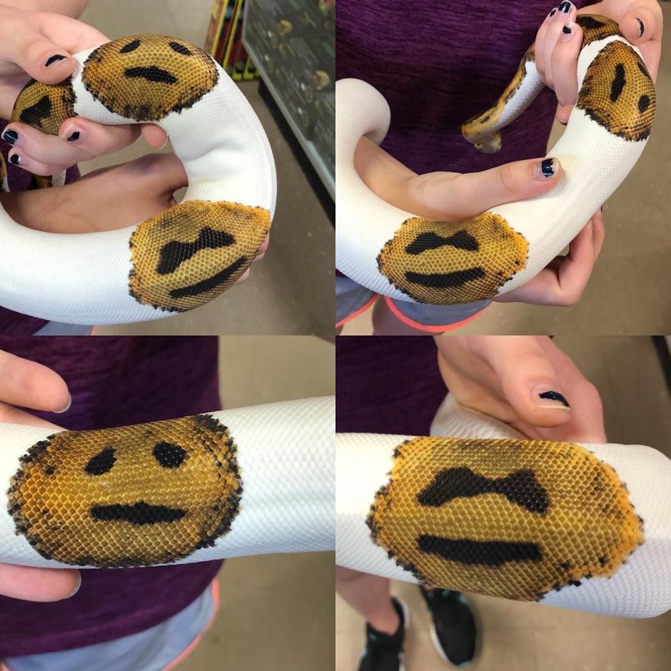 Смешная змея