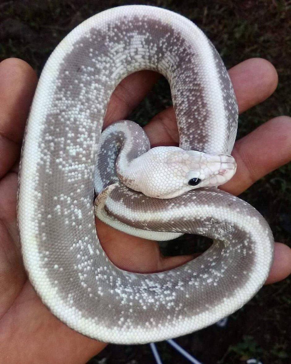 Reticulated Python super Tiger