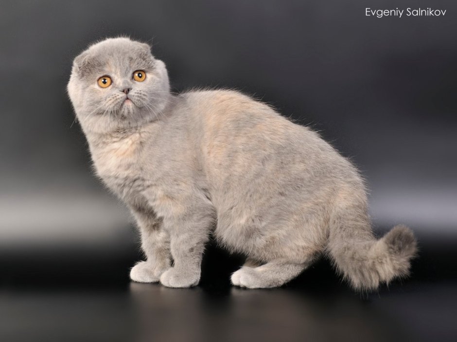 Шотландская вислоухая с ОХД