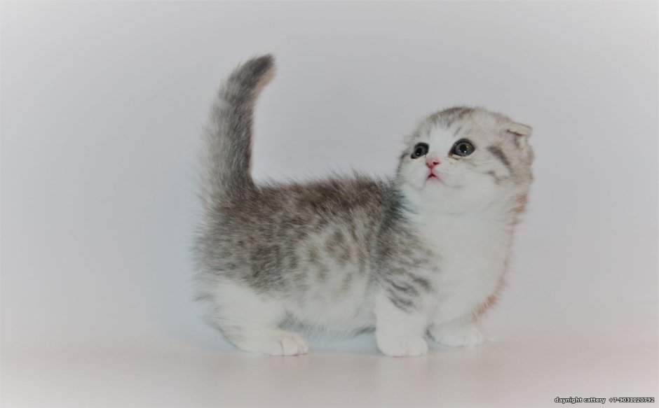 Шотландская вислоухая кошка Манчкин