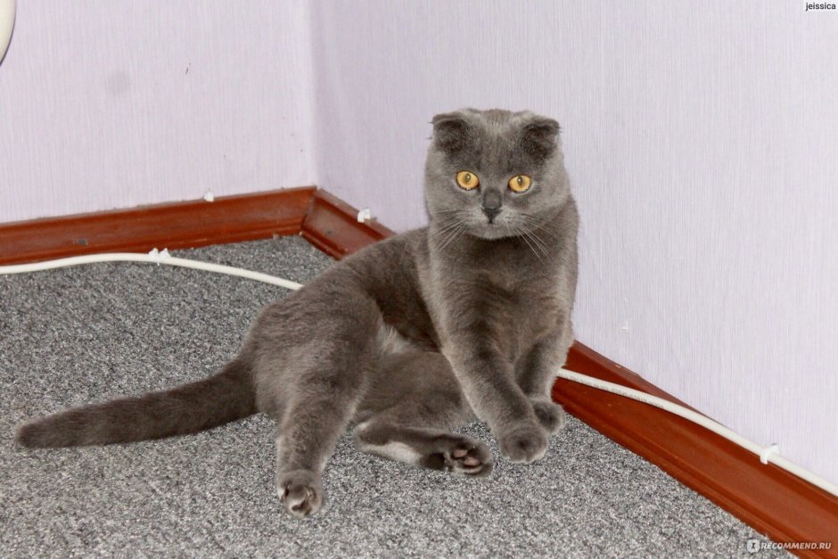 Скоттиш фолд уши встали